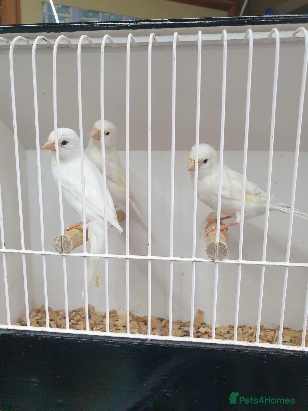 Canaries birds for sale: Canary for sale  - Image 6