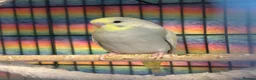 Budgerigars birds for sale: Baby Budgies’s for sale - Advert 3