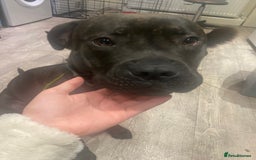 Mixed Breed dogs for sale: Looking for a loving new home - Image 2