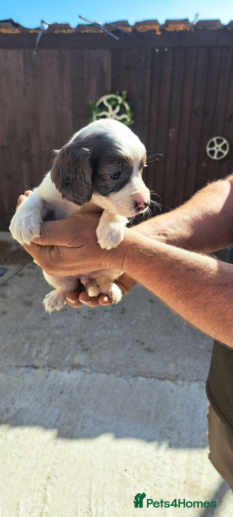 Cocker Spaniel dogs Cocker spaniels - Advert 5