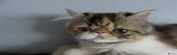 Persian cats for sale: Fantastic Female Persian kitten ready now - Advert 6