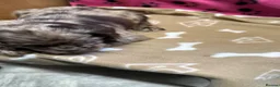 Cocker Spaniel dogs for sale: Chocolate merle and family - Advert 13