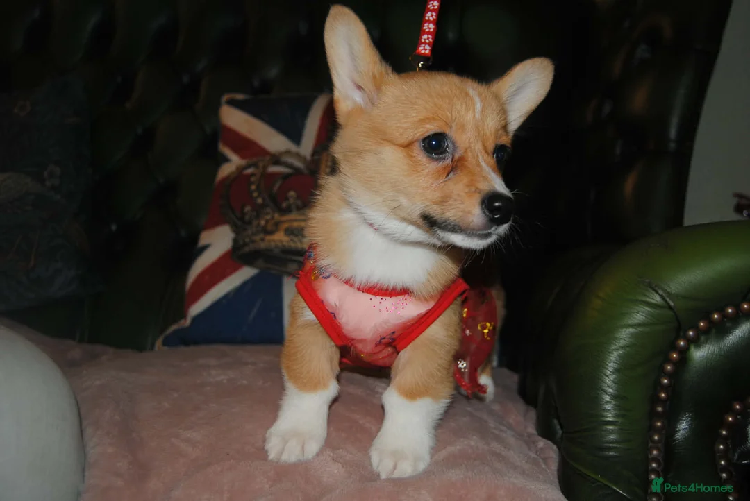 Welsh Corgi Pembroke dogs for sale: Are Beautiful Girls Storm/Darling/Petal - Advert 18