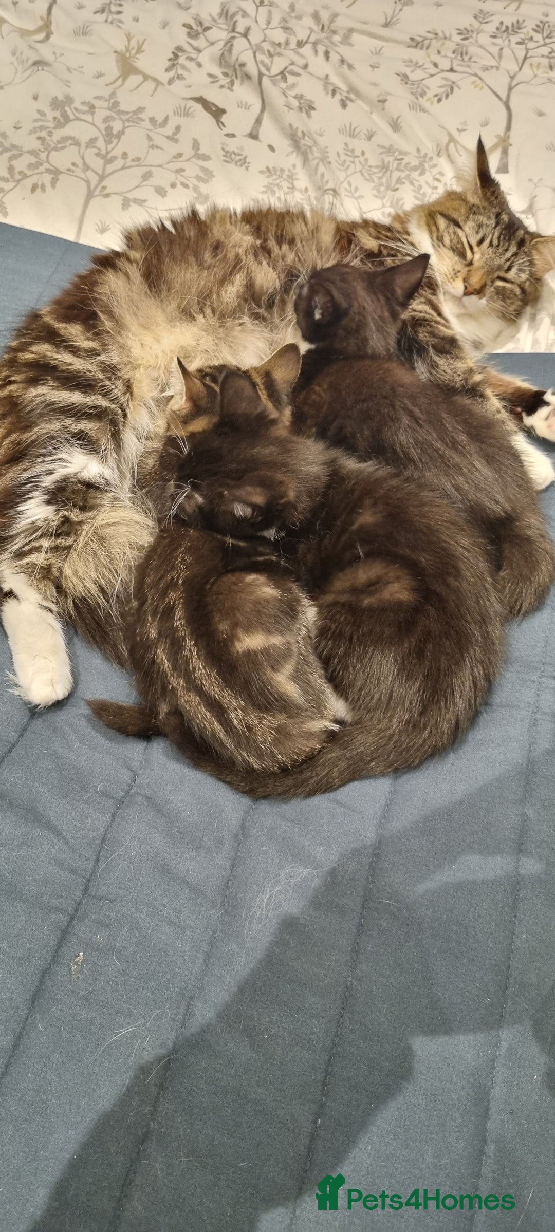 Domestic Shorthair cats for sale: Two Black and white 12wk old girls - Image 8