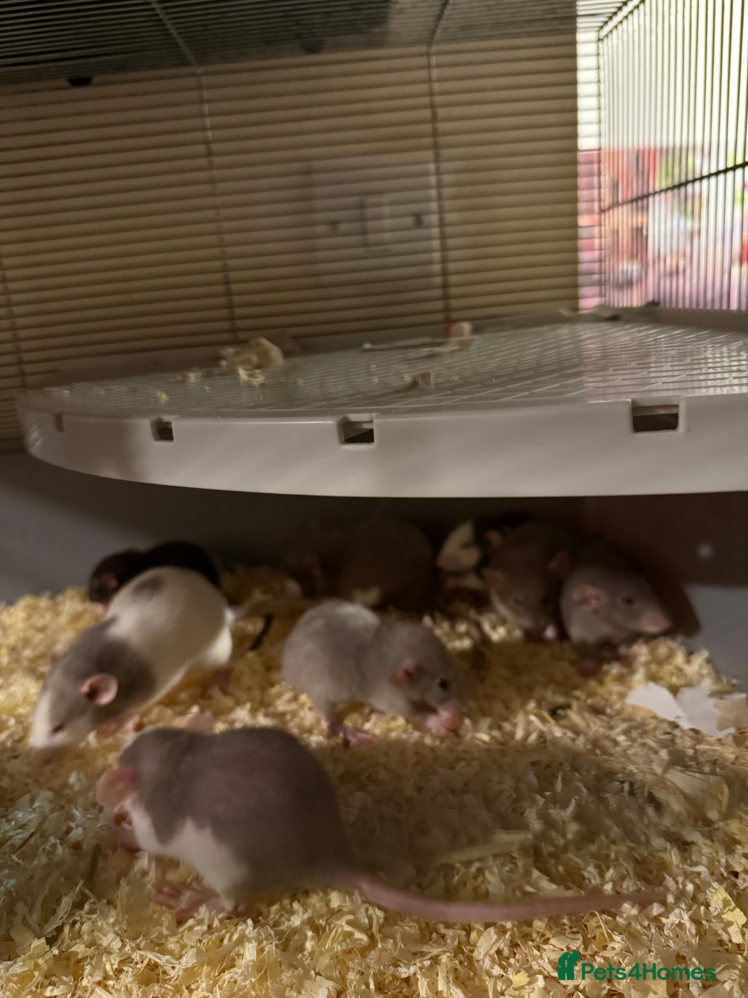 Rat rodents for sale: Adorable baby dumbo rats - Advert 18