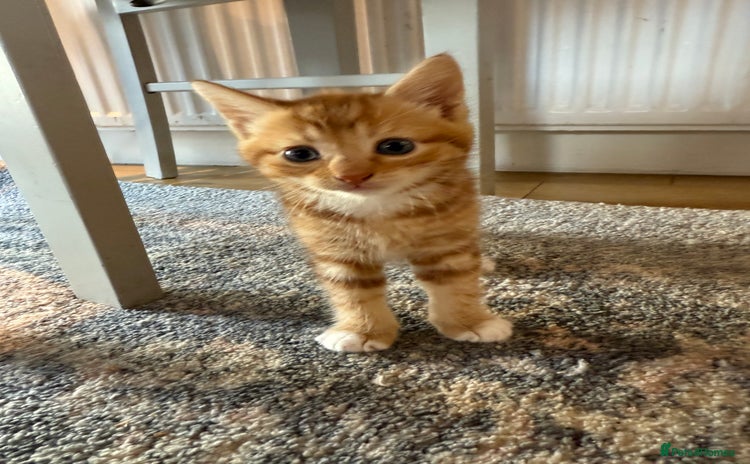 Domestic Shorthair cats - Advert 2