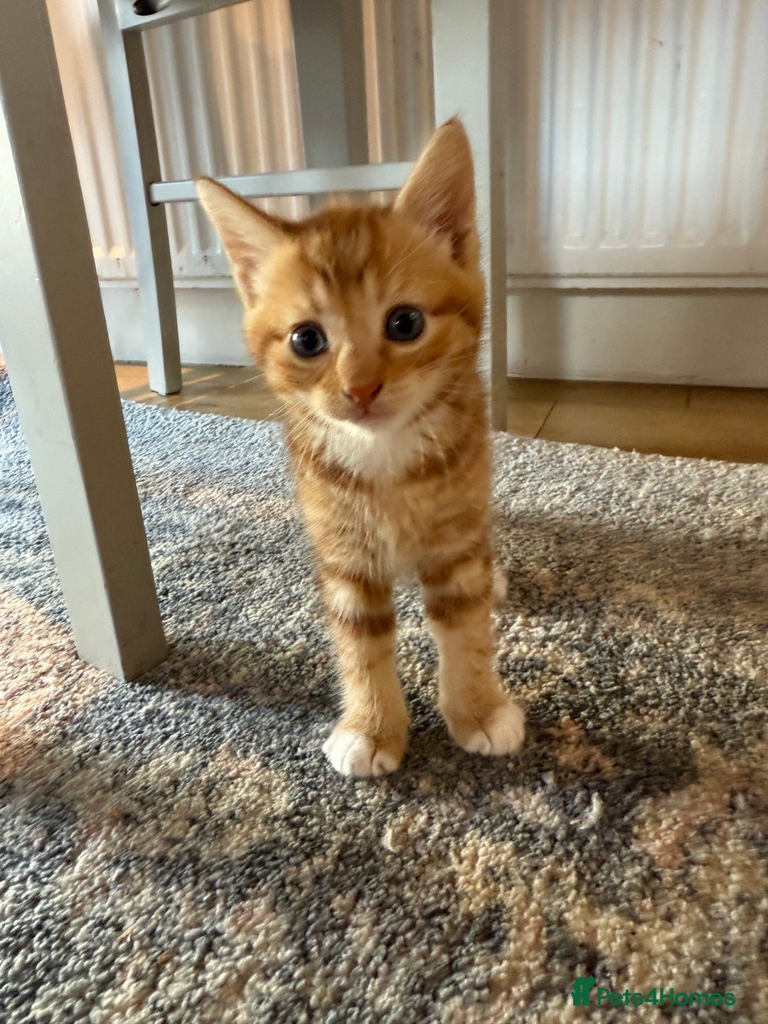 Domestic Shorthair cats for sale: 2 Male kittens - Image 1