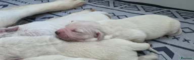 Golden Retriever Puppy 6