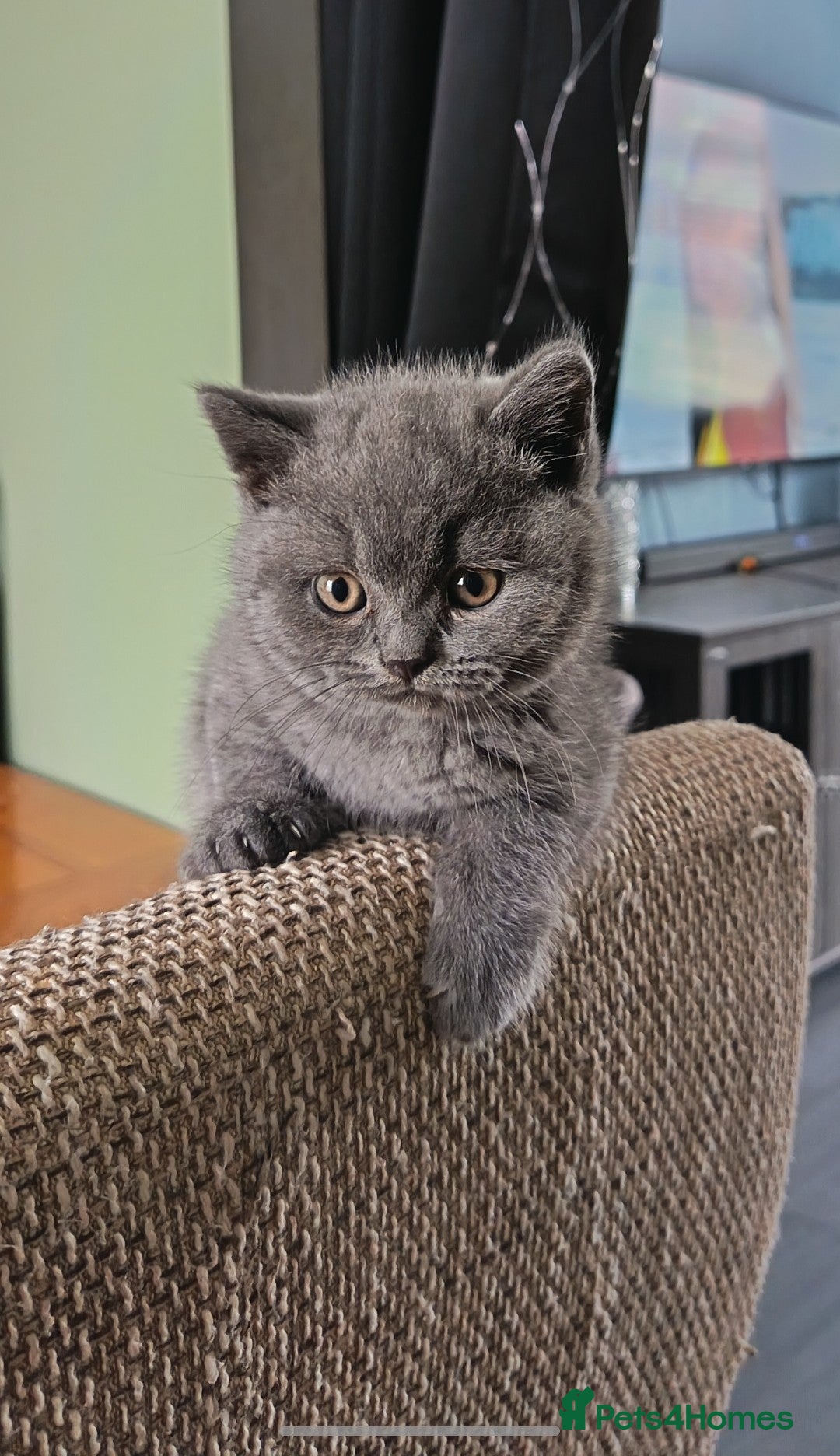 British Shorthair cats Beautiful BSH Litter GCCF Reg* DNA Tested Parents* - Advert 11