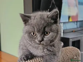 British Shorthair cats Beautiful BSH Litter GCCF Reg* DNA Tested Parents* - Advert 11