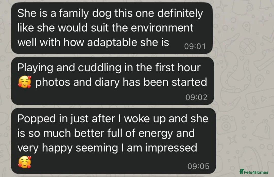 Mixed Breed dogs for adoption: Raven, 1.5 yrs approx. Is ADOPTED - Advert 20