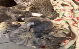 Mixed Breed cats for sale: 5 beautiful kittens looking for their forever home - Image 2