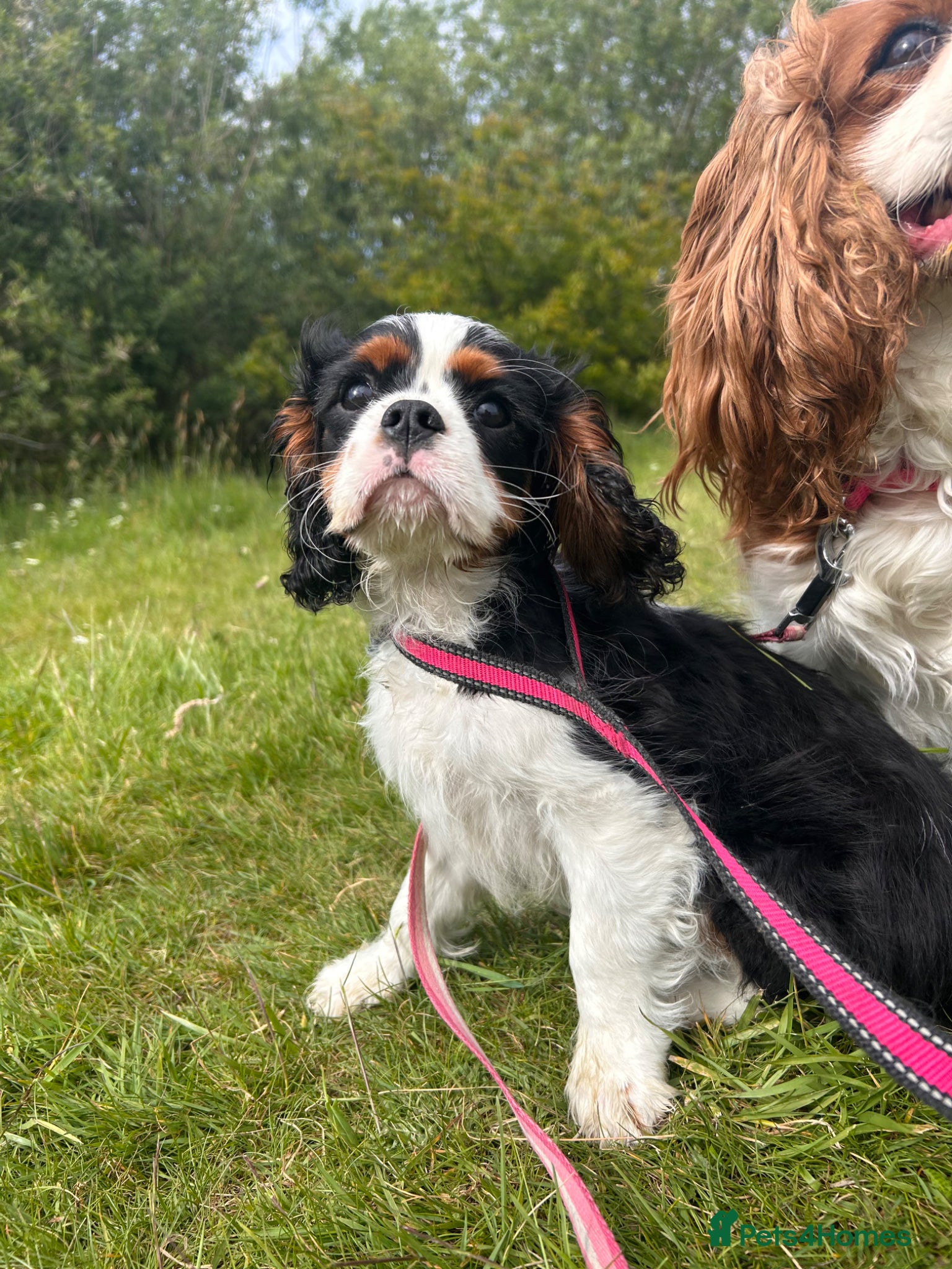 Cavalier King Charles Spaniel dogs Stunning cavalier boys  - Advert 2