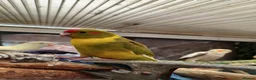 Mixed Breed birds for sale: Derbyian reducing my flock in birds photos availab in Rowley Regis - Advert 9