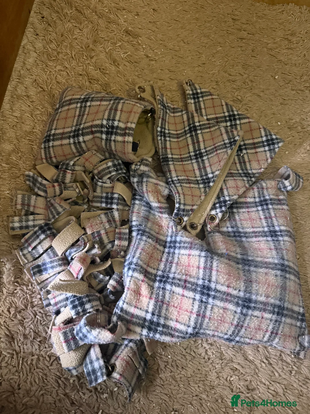 Sugar Glider rodents for sale: 3 female sugar gliders and set up - Advert 24