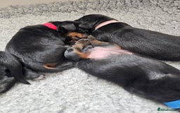 Dachshund dogs for sale: Beautiful Dachshund Puppies - Image 30