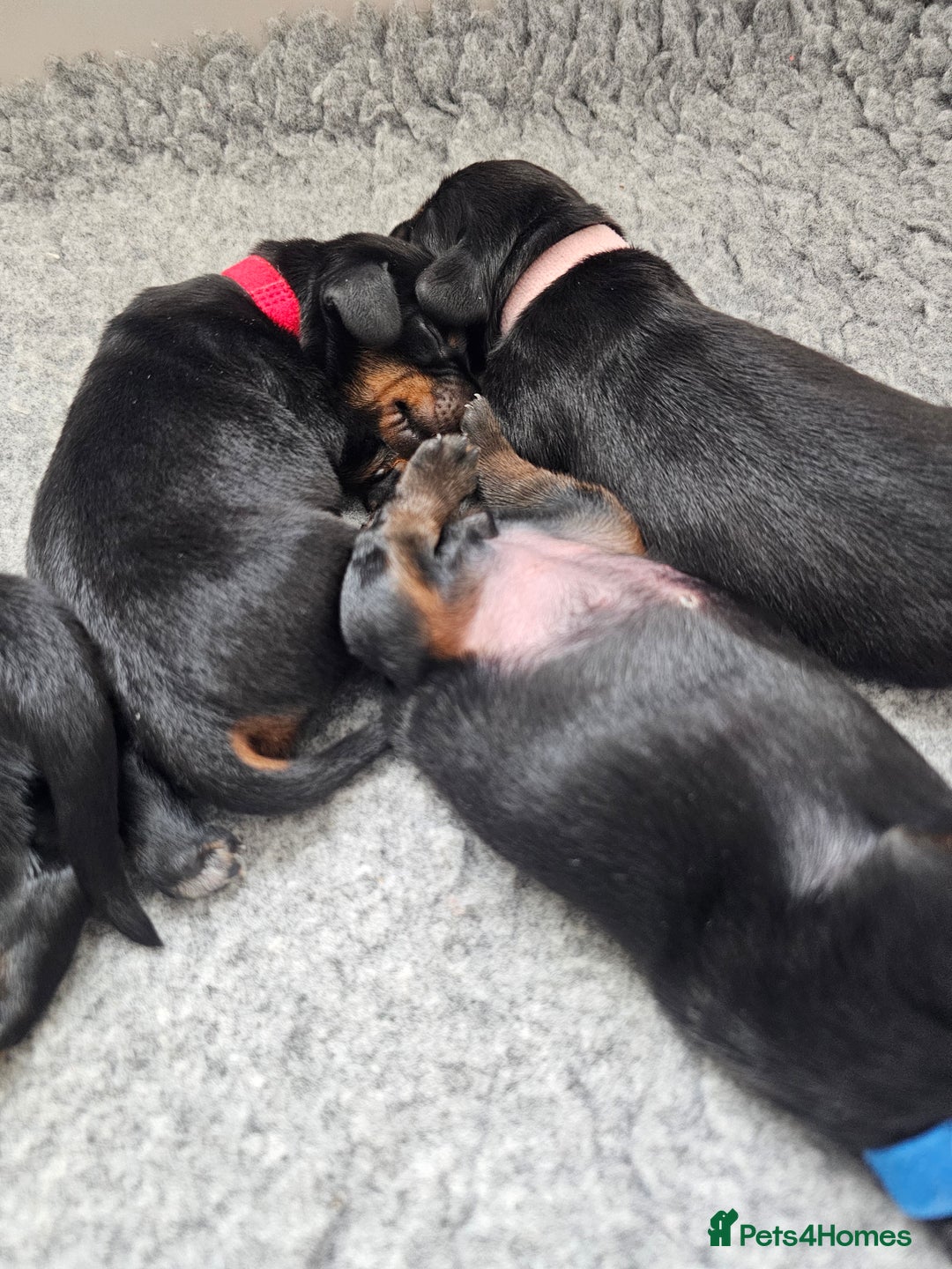 Dachshund dogs for sale: Beautiful Dachshund Puppies - Image 30