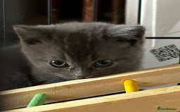 British Shorthair cats for sale: Gorgeous Blue British Shorthairs  - Image 8