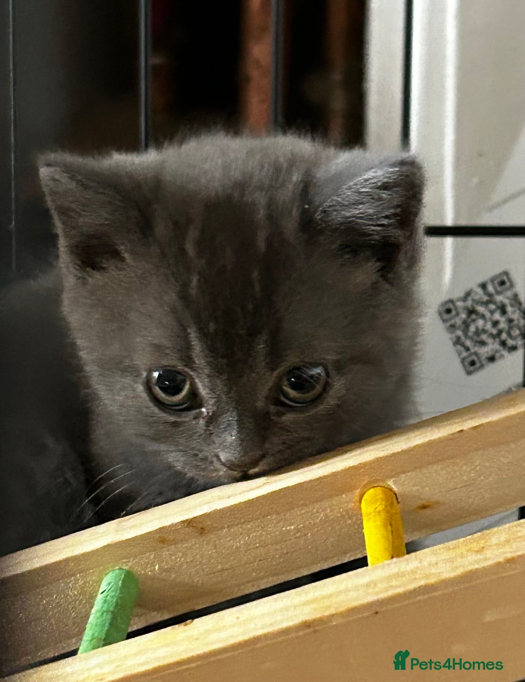 British Shorthair cats for sale: Gorgeous Blue British Shorthairs  - Image 8