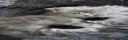 Maine Coon cats for sale:  Maine Coon Kittens Looking for Their newHomes 🐾 - Advert 9