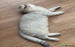 British Longhair cats for sale: Gorgeous British Longhair & Shorthair Kittens - Image 39