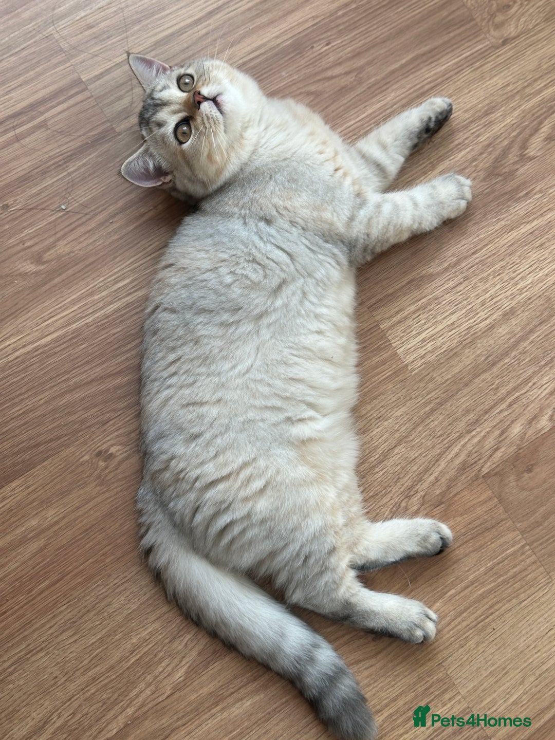 British Longhair cats for sale: Gorgeous British Longhair & Shorthair Kittens - Image 39