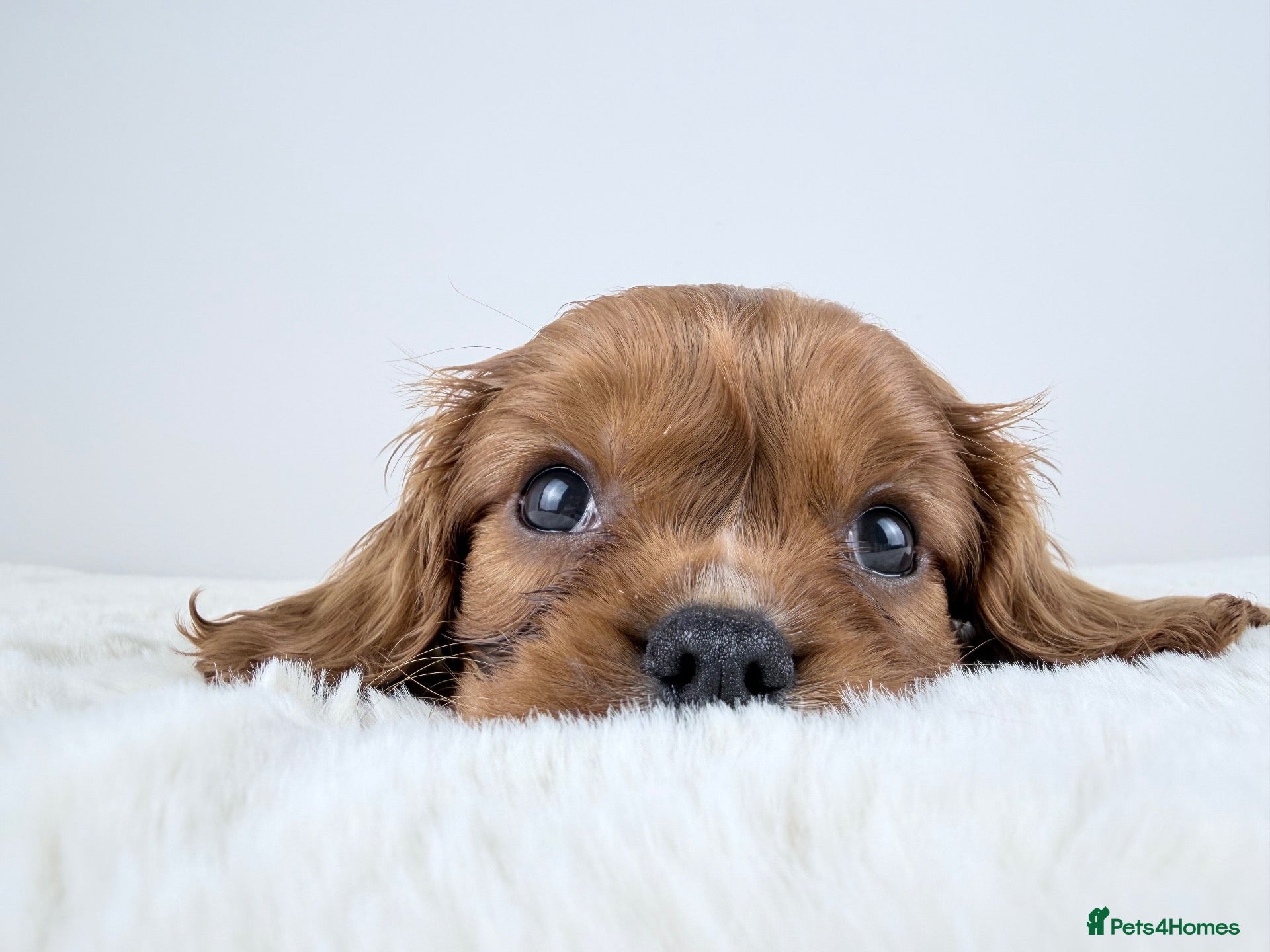 Cavalier King Charles Spaniel dogs KC registered Cavalier King Charles Spaniel.  - Advert 1