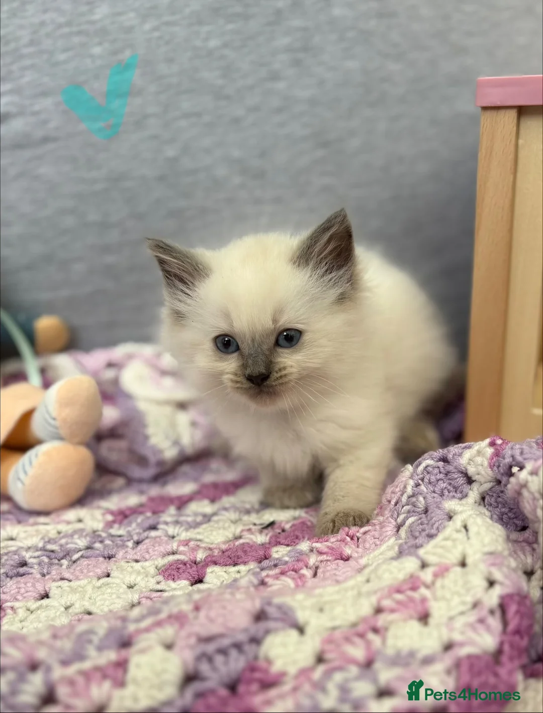 Ragdoll cats for sale: Ready now Ragdoll kittens Bristol  - Advert 5