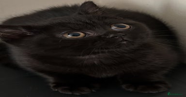 British Shorthair cats - Advert 8
