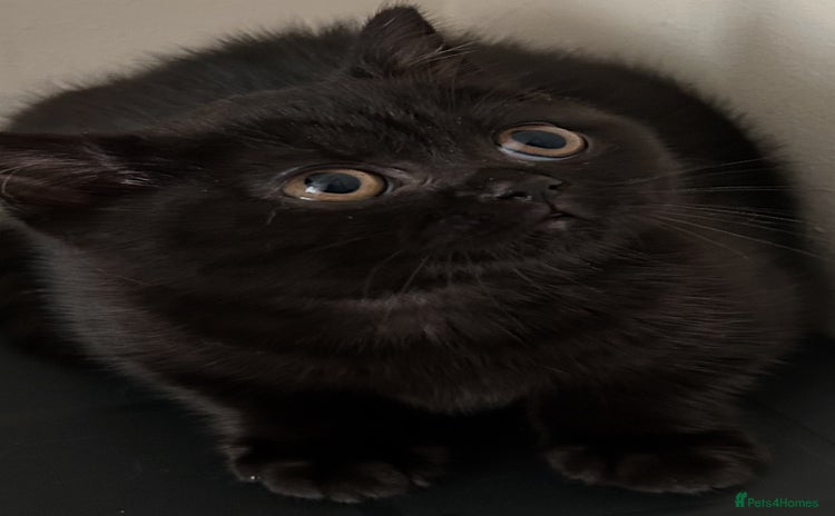 British Shorthair cats - Advert 9