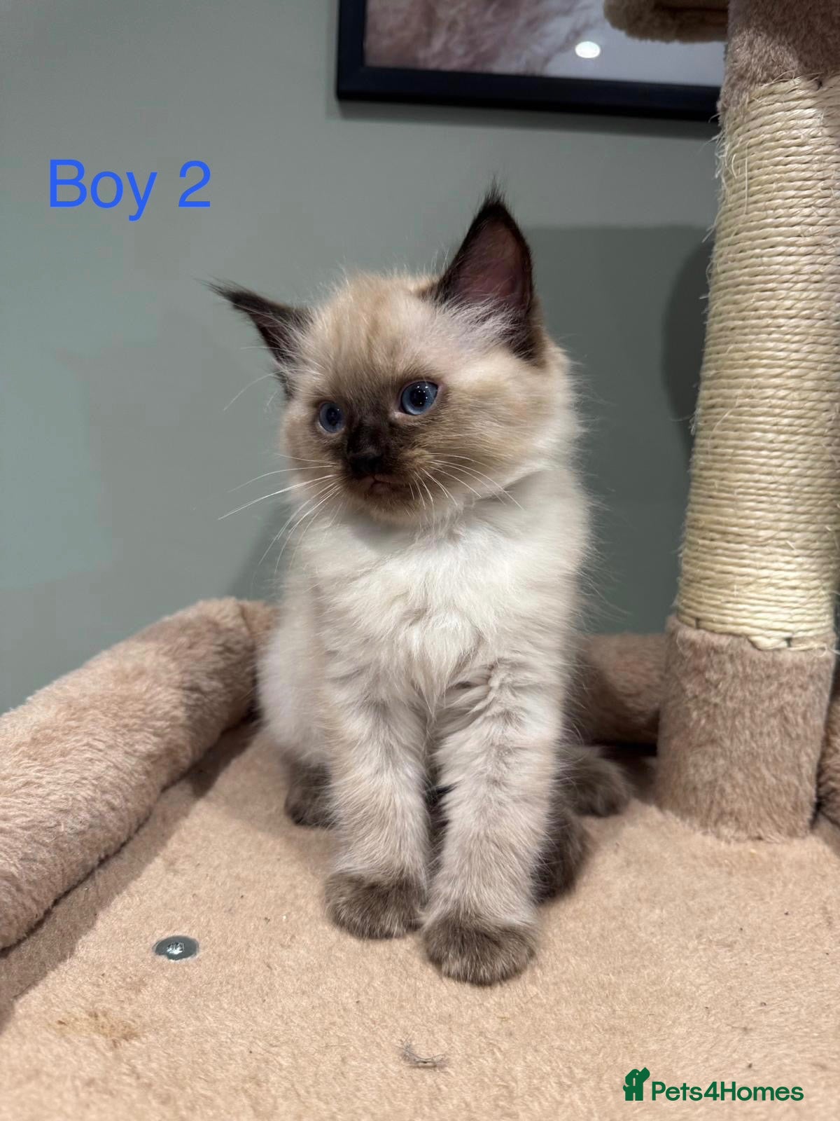 Ragdoll cats Beautiful purebred ragdoll kittens - Advert 1