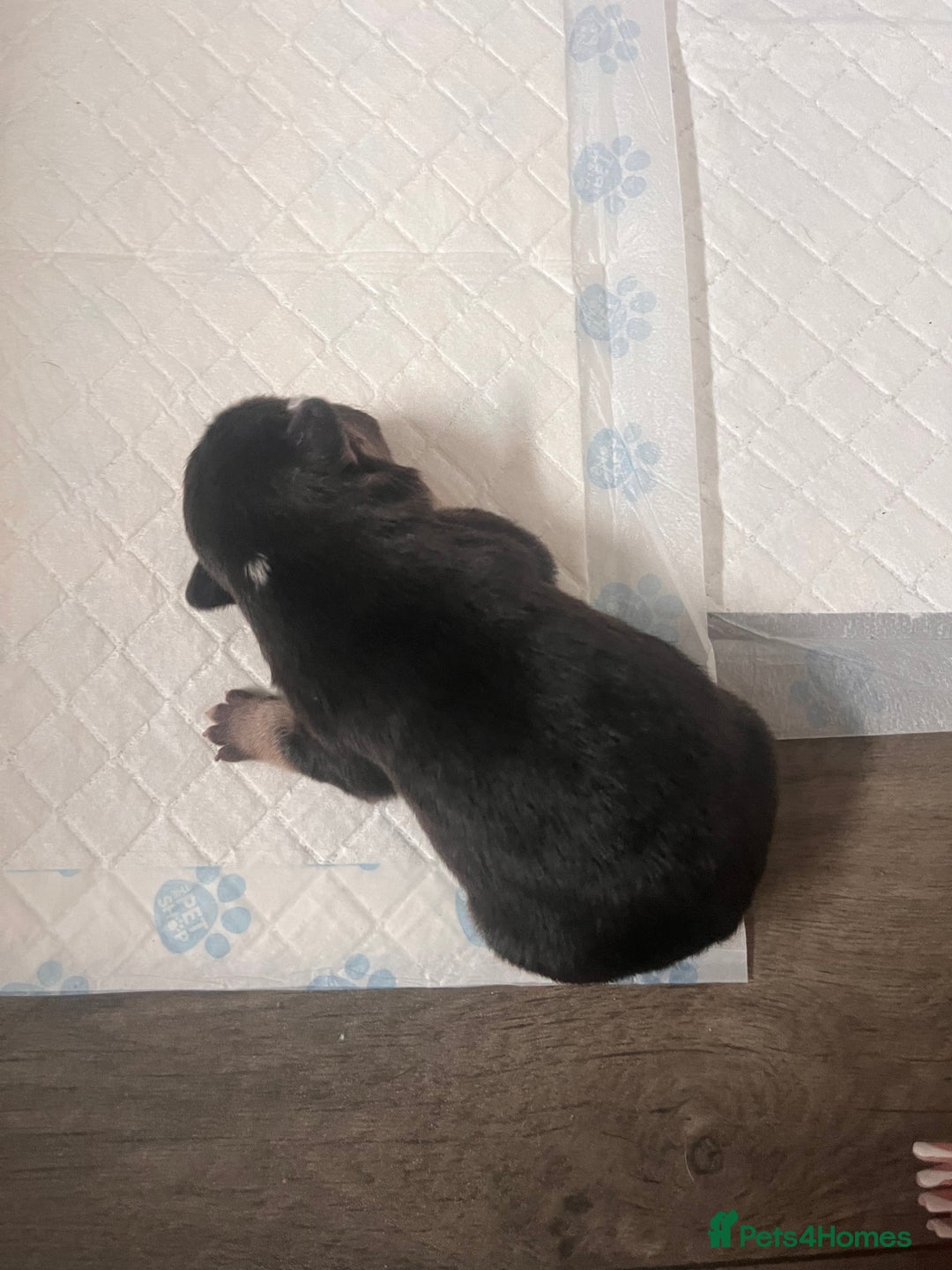 French Bulldog dogs for sale: 🐶🥰FRENCHIE PUPS FOR SALE😍🐶 - Image 17