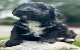 Bernedoodle dogs for sale: F1B STANDARD  BERNADOODLE LAST FEW - Image 21