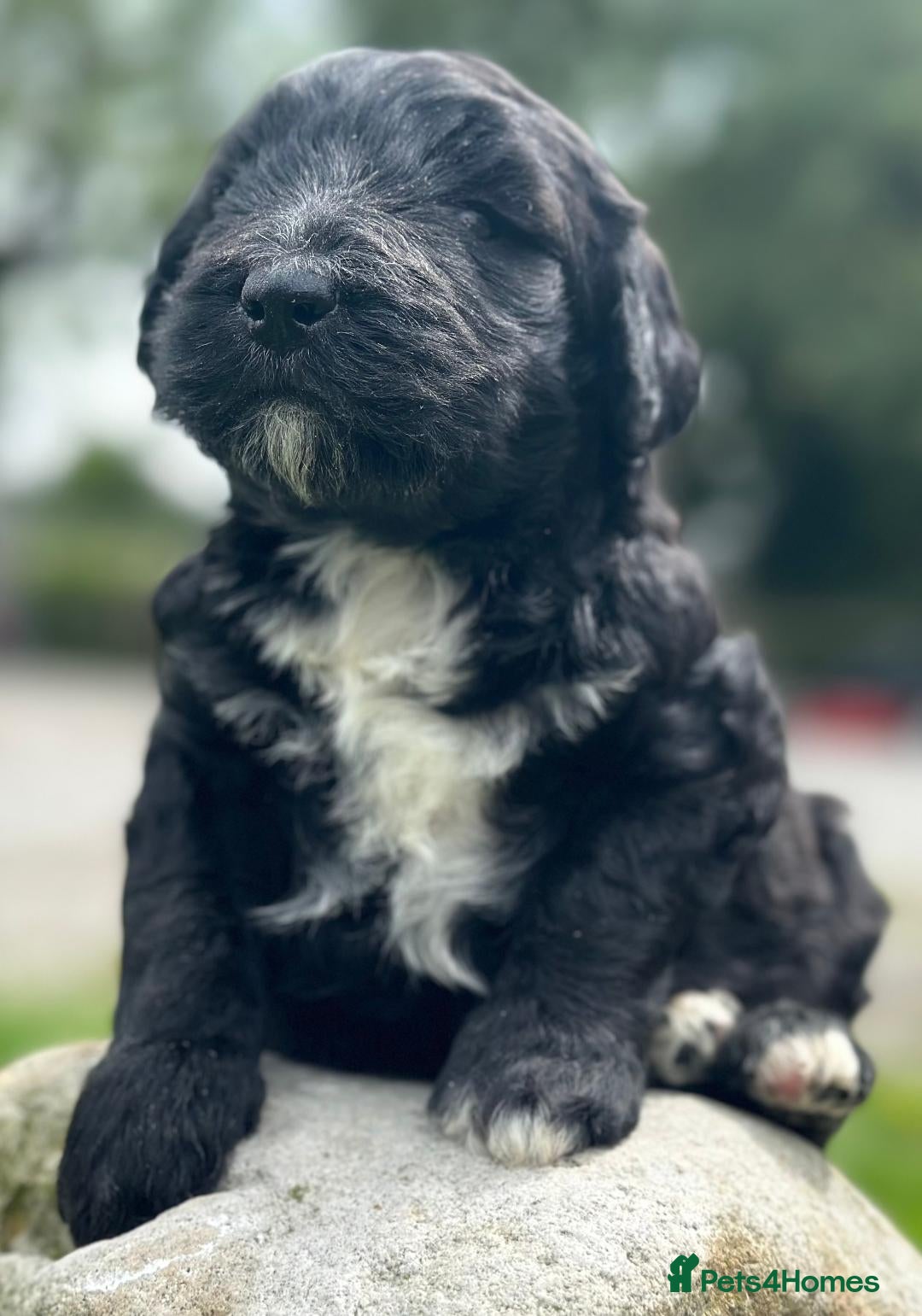 Bernedoodle dogs for sale: F1B STANDARD  BERNADOODLE LAST FEW - Image 21