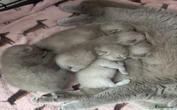 British Shorthair cats for sale: Lilic GCCF registered active champion lines  - Image 34