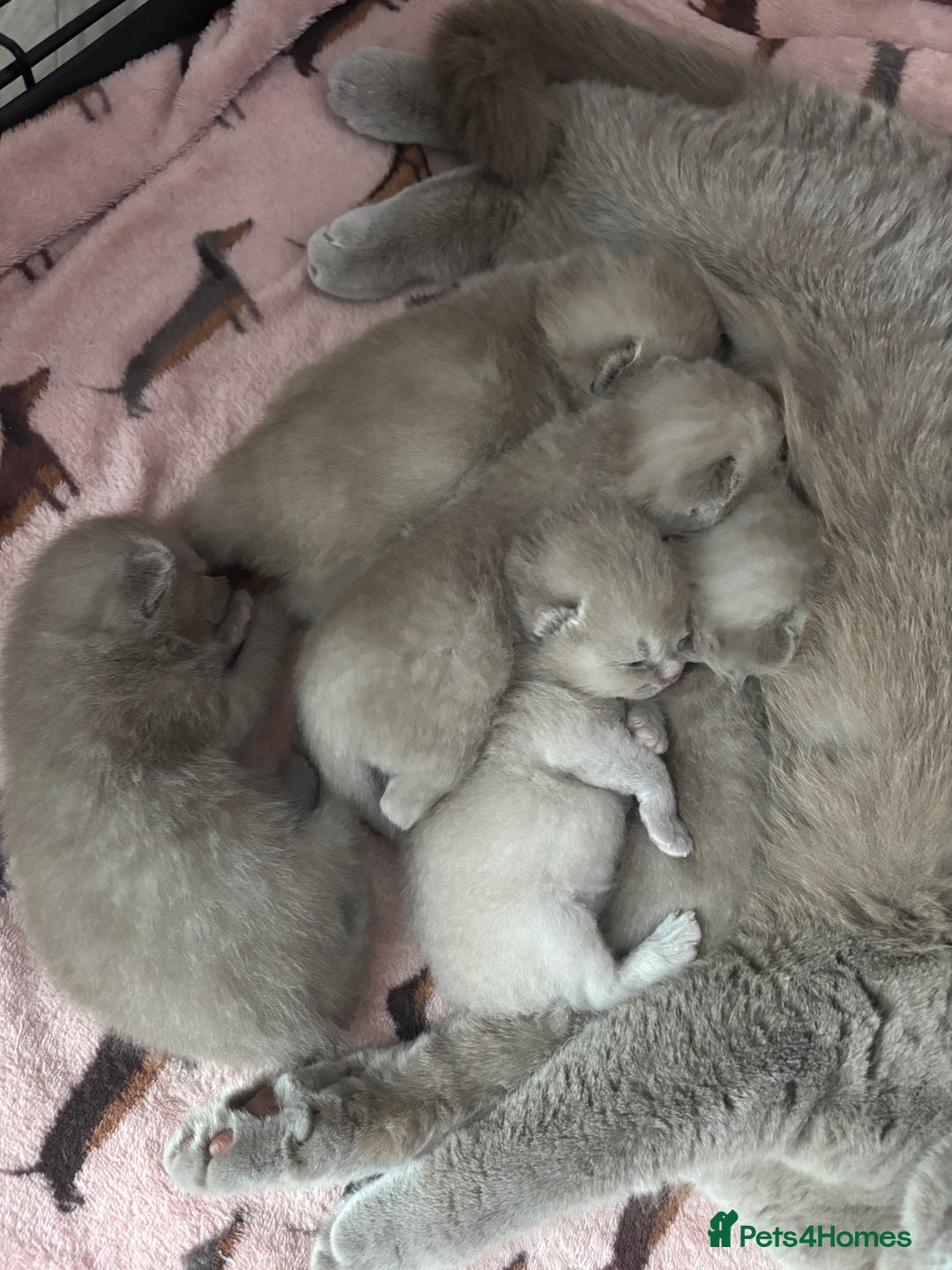 British Shorthair cats for sale: Lilic GCCF registered active champion lines  - Image 34