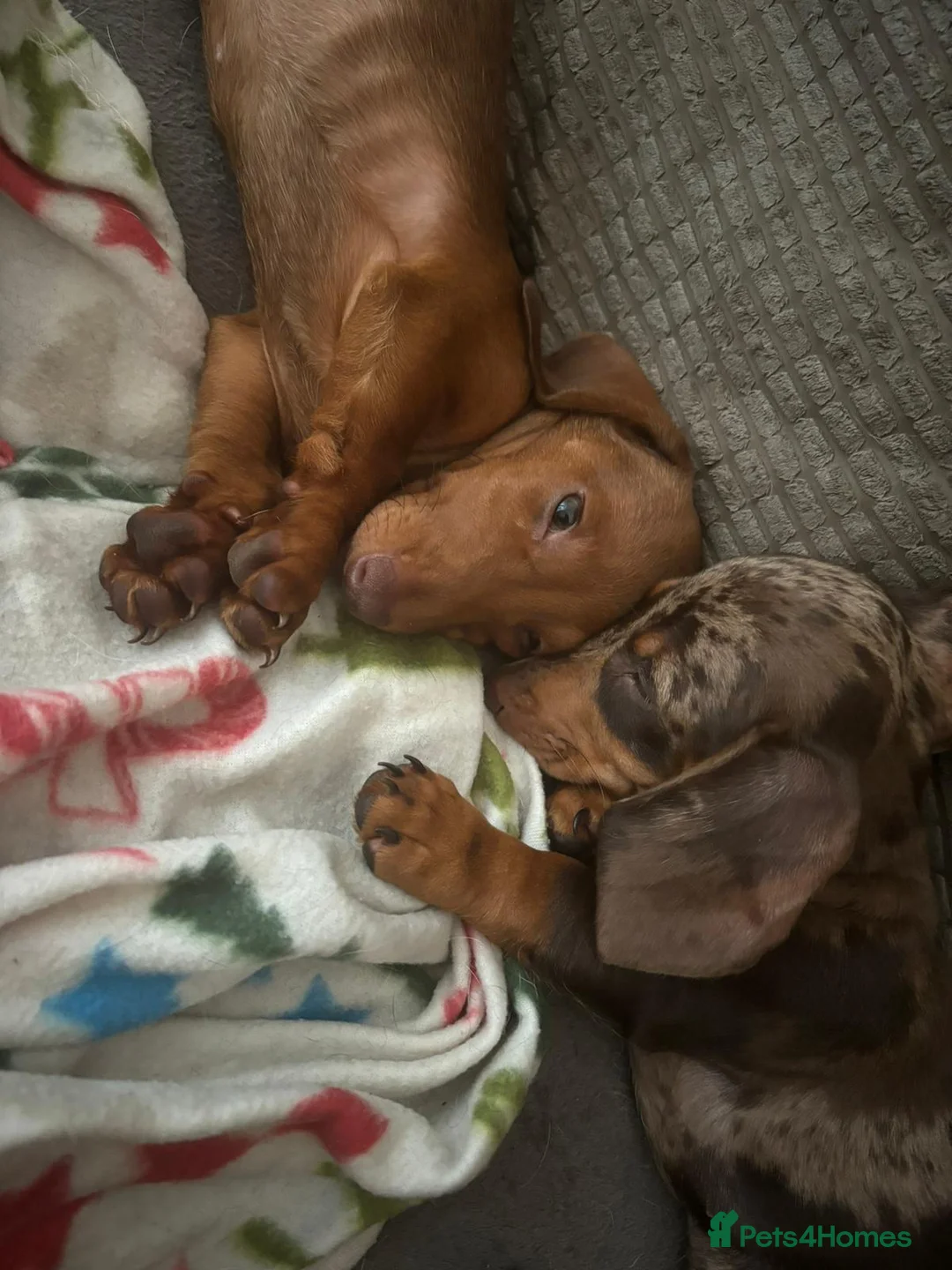 Miniature Dachshund dogs for stud: 🔥For stud proven miniature dachshund🔥   in Windsor - Advert 26