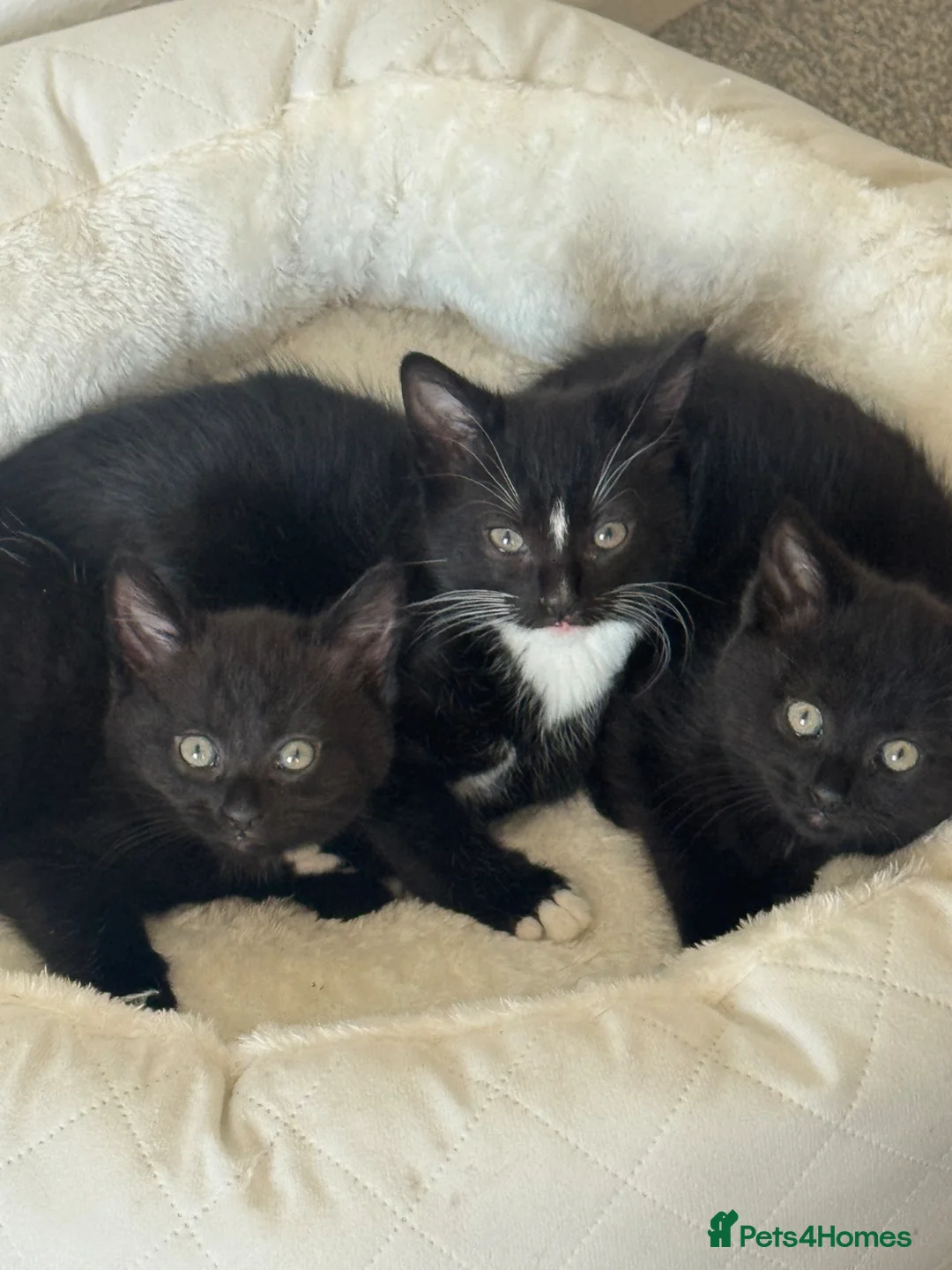 Mixed Breed cats for sale: Fluffy friendly kittens ready for their new homes  - Advert 2