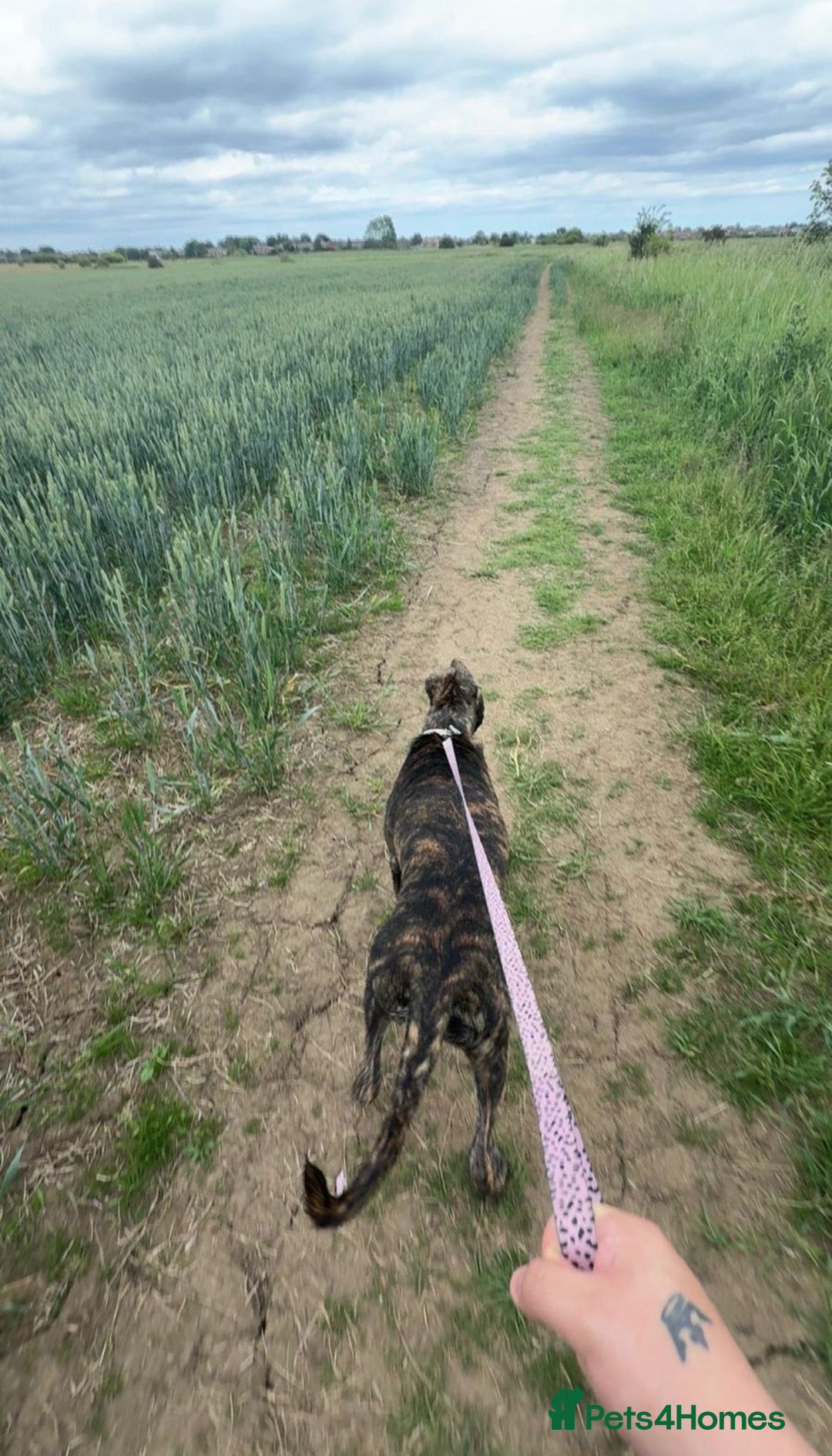 Mixed Breed dogs for sale: Bella the Energetic Pup Seeking a Loving Home 🐶 - Advert 5