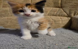 Mixed Breed cats for sale: Kittens - Image 8