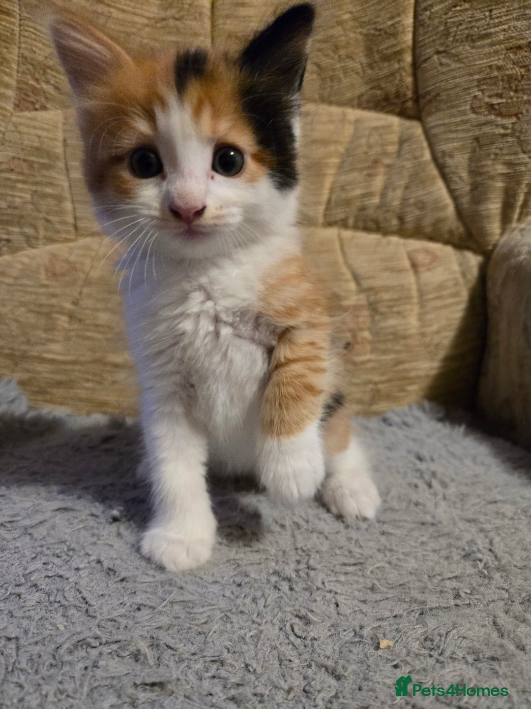 Mixed Breed cats for sale: Kittens - Image 8