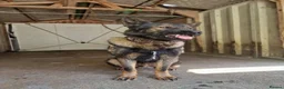 German Shepherd dogs for stud: Czech German Shepherd - Advert 1
