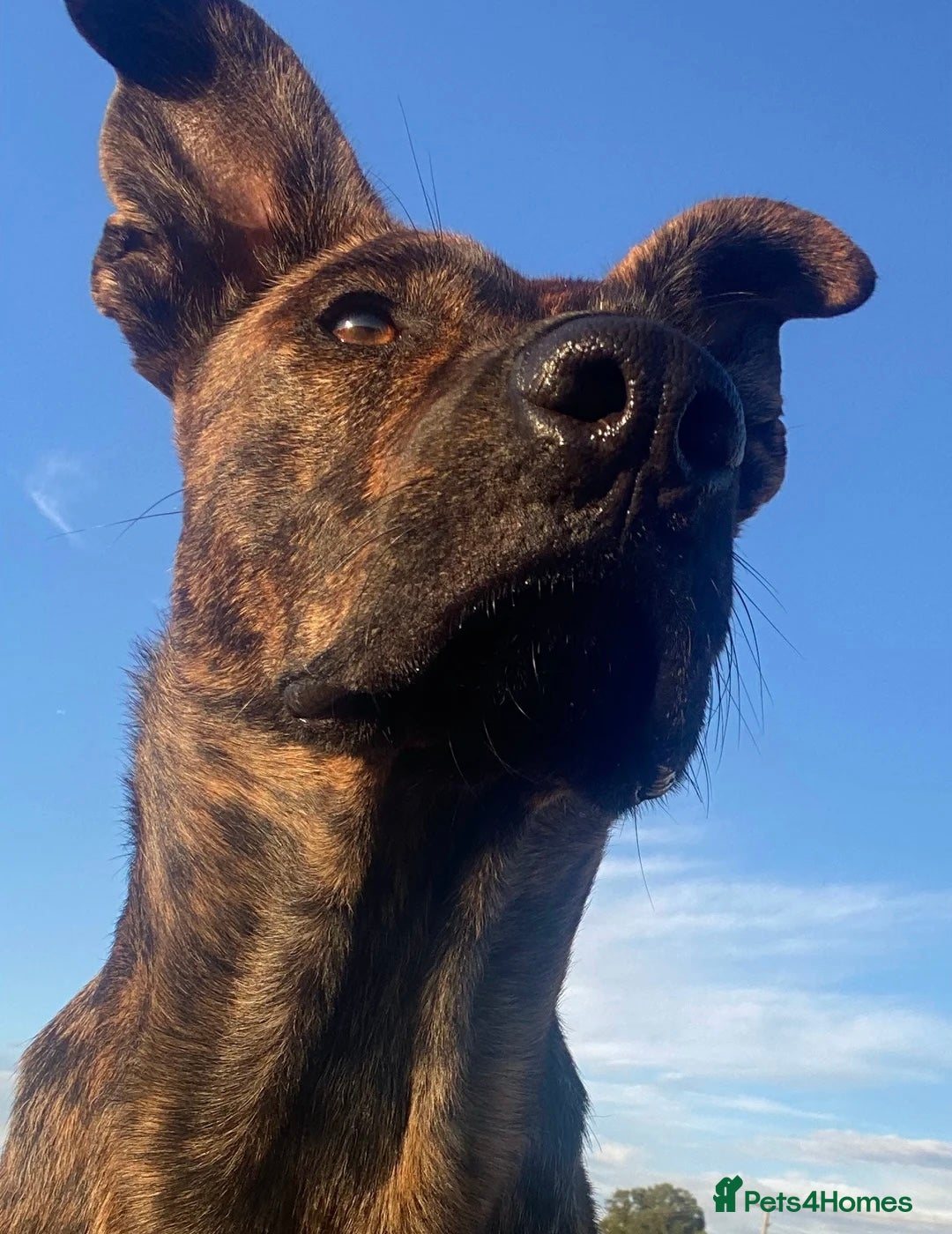 Mixed Breed dogs for adoption: 💔 Handsome Oscar is looking for his forever home  - Advert 10