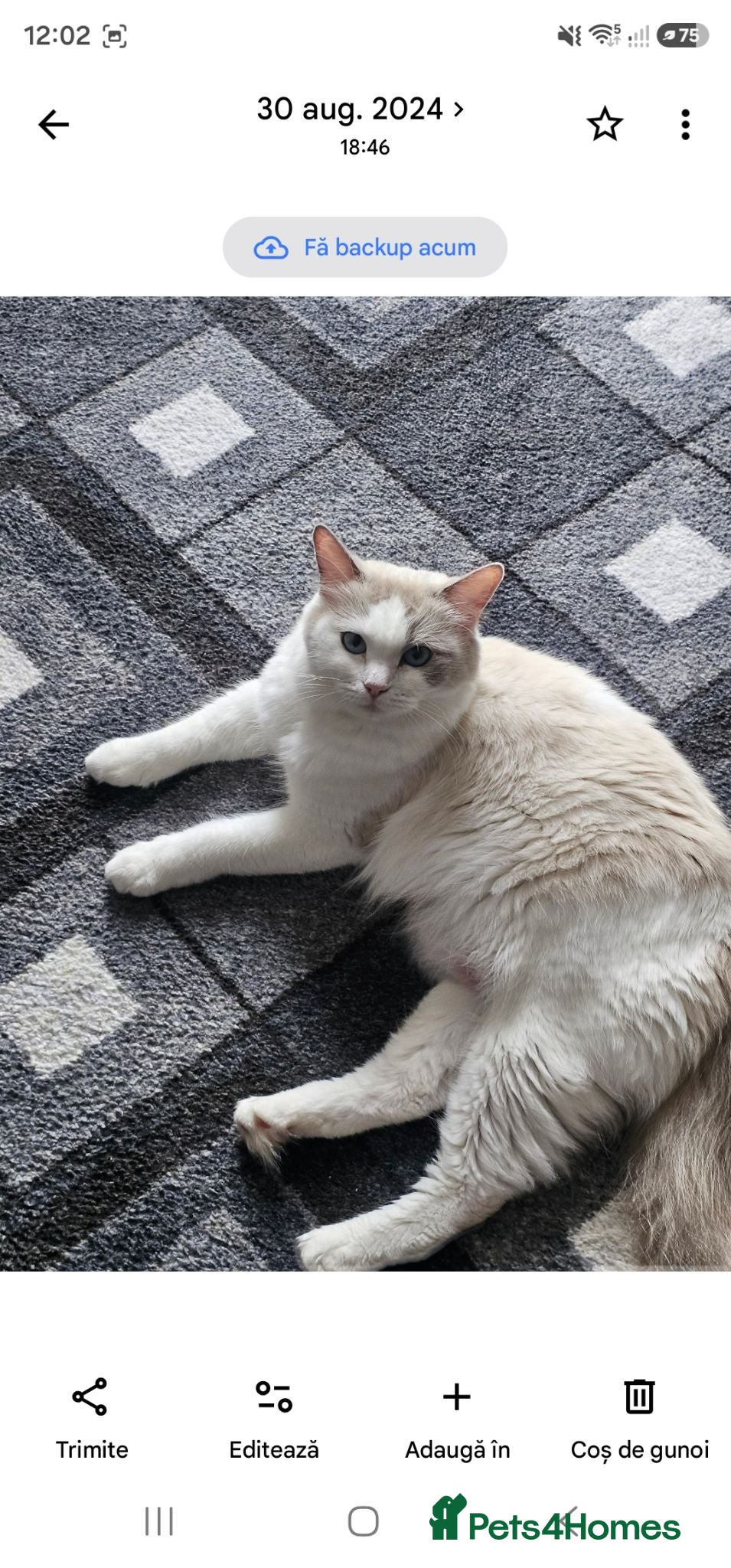 Ragdoll cats Ragdoll Bicolor- 2 playful girls. - Advert 1