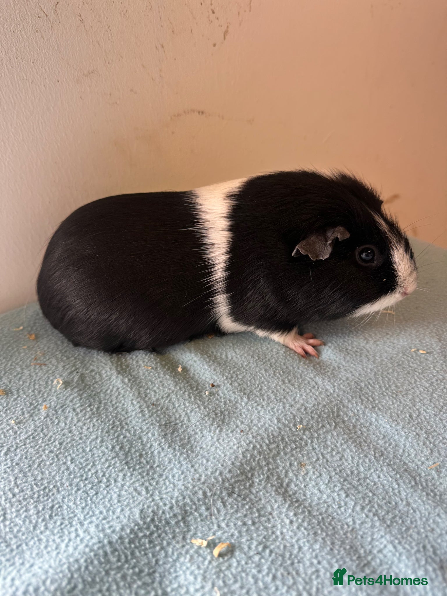 Guinea Pig rodents Female guinea pigs  - Advert 2