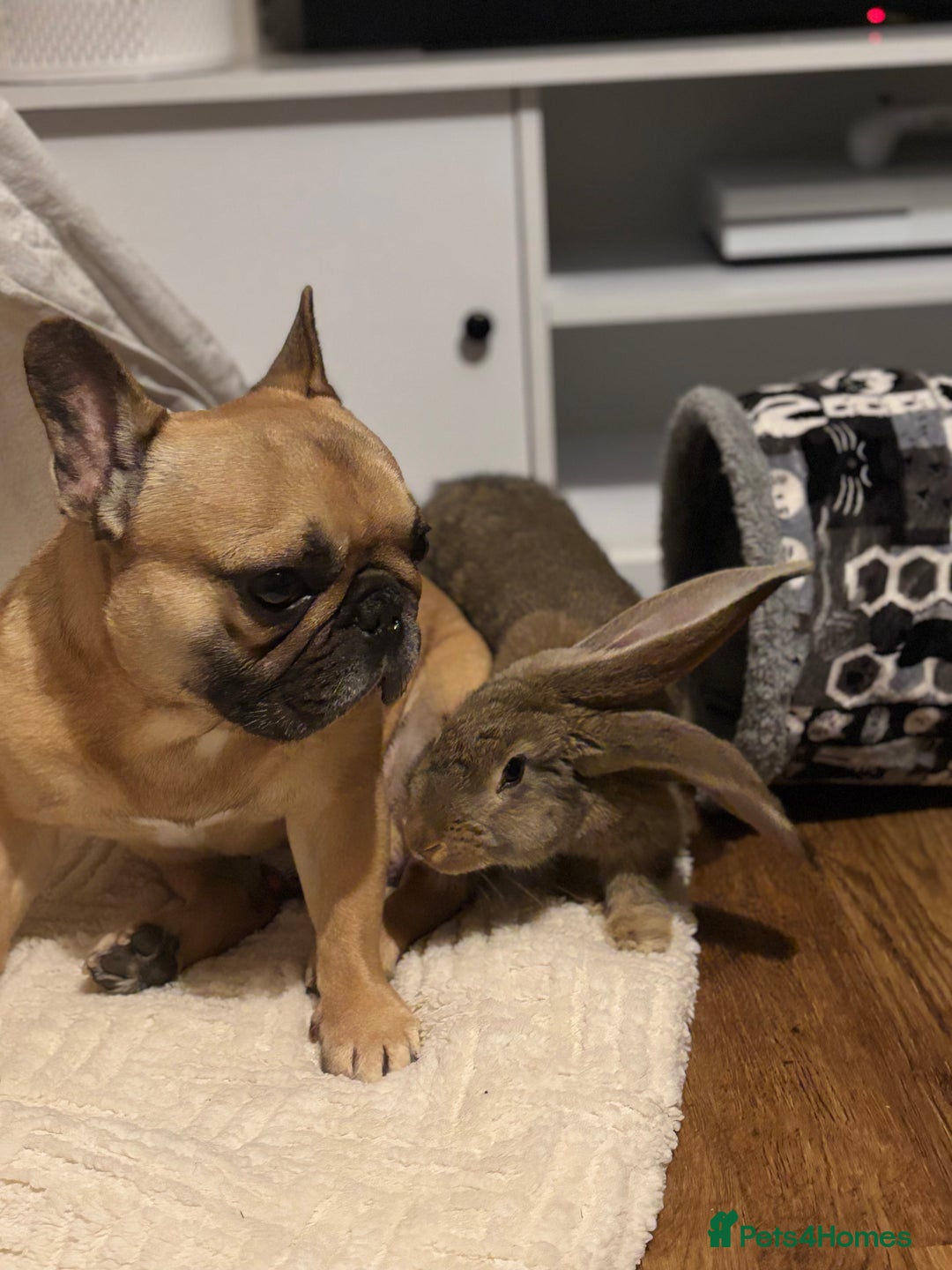 Continental Giant rabbits for sale: Míro The Continental Giant Rabbit - Advert 9