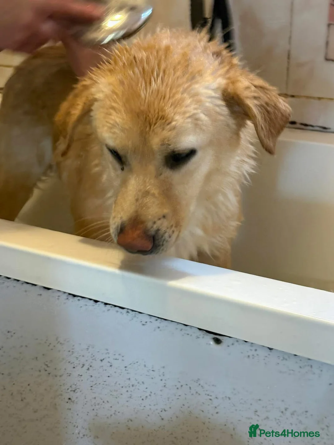 Golden Retriever dogs for adoption: Twinkie - Norwich Norfolk  - Advert 3