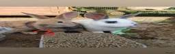 Mixed Breed rabbits for sale: 3 litters of mixed rabbits - Advert 25
