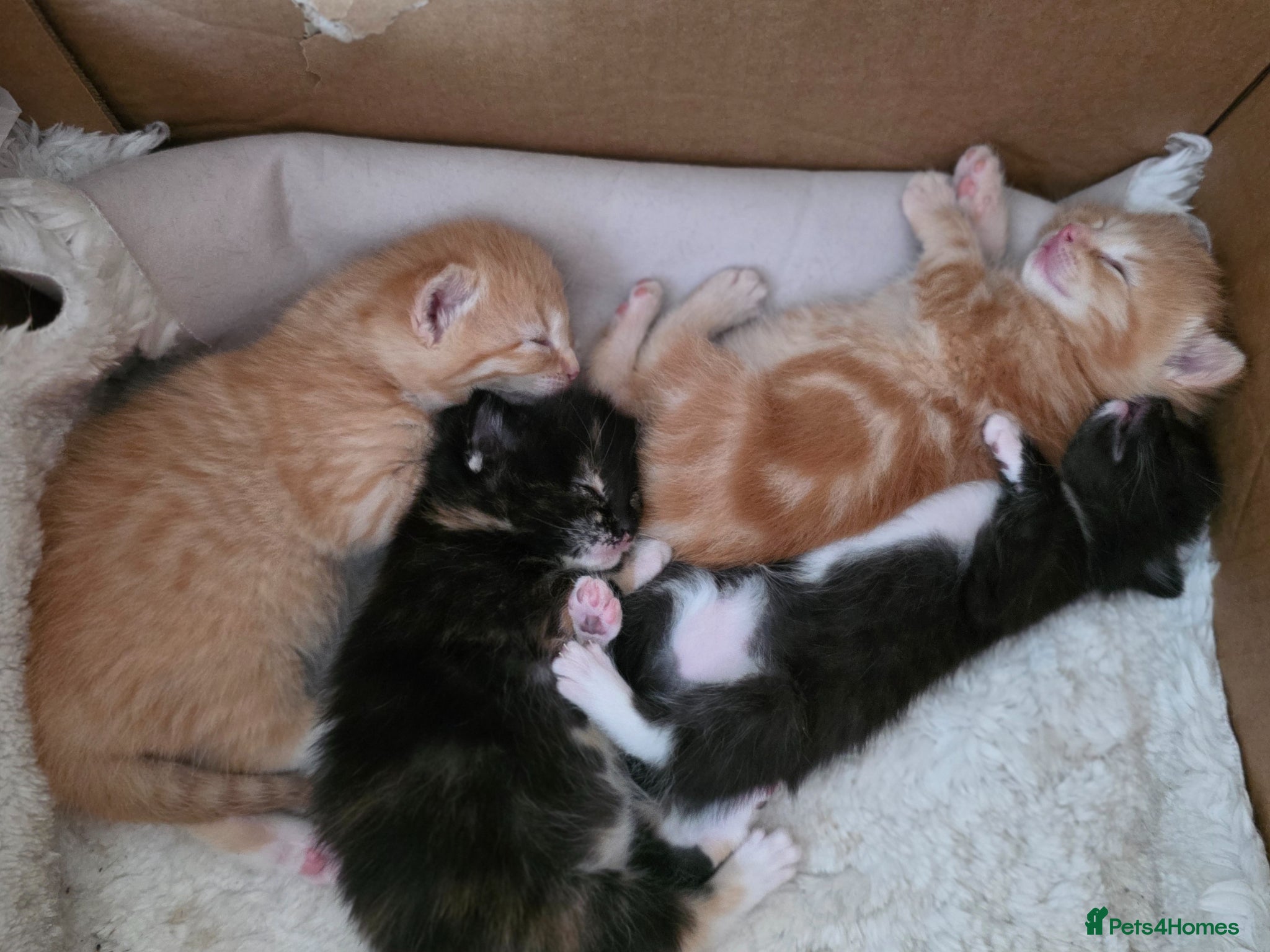 Mixed Breed cats Siamese blue X short - Advert 4