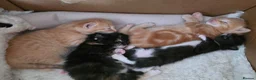 Mixed Breed cats for sale: Siamese blue X short - Advert 1